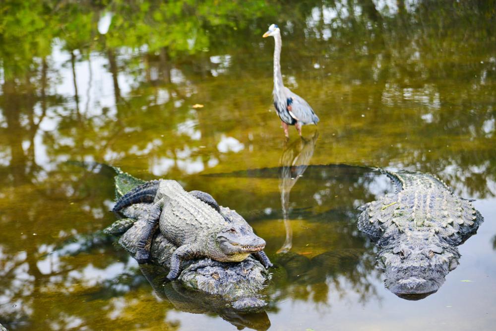 Que voir et que faire dans les Everglades