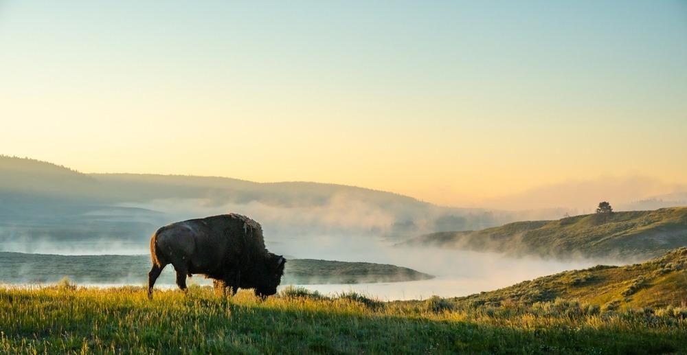 Les incontournable du parc national de Yellowstone : que faire, que voir ?