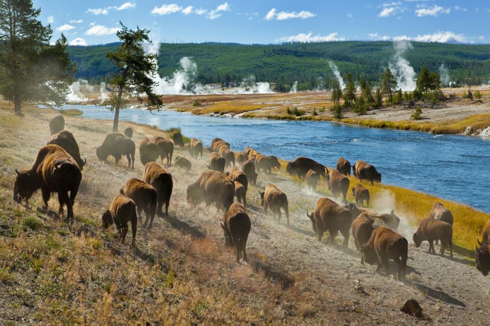 Yellowstone national park : comment visiter ce parc emblématique des États-Unis ?