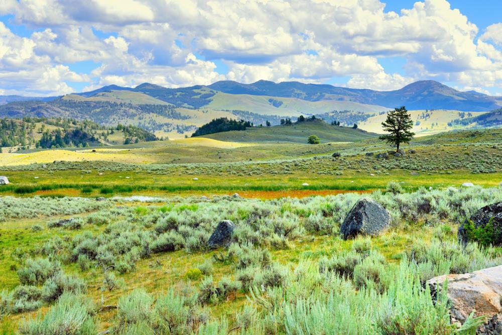 Yellowstone national park : comment visiter ce parc emblématique des États-Unis ?